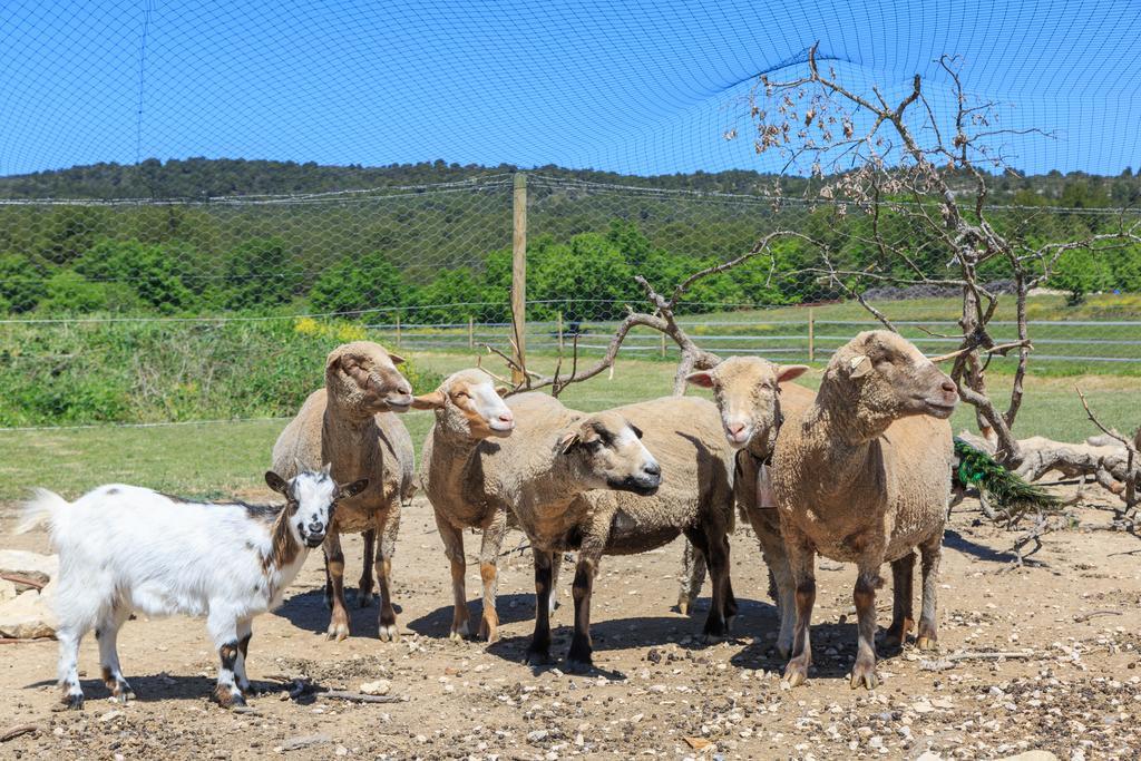 Lou Mas Li Pitchoun "Le Luberon " Villa Gordes Kültér fotó